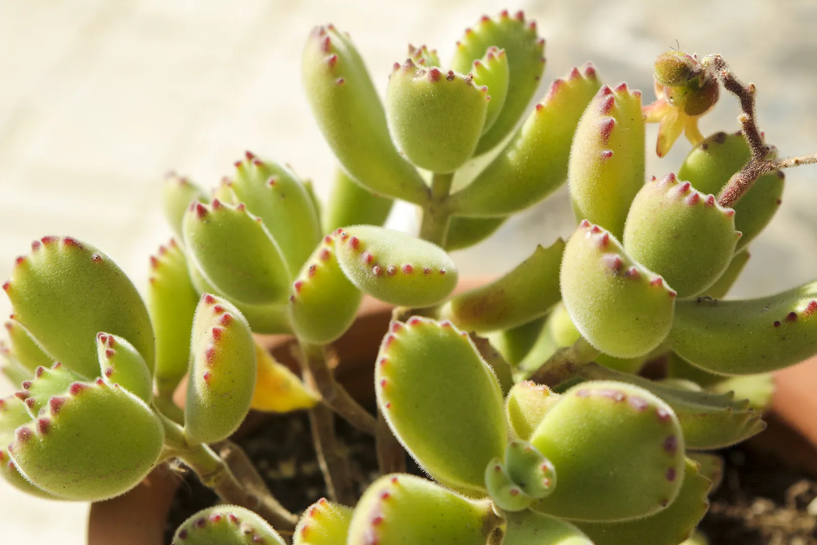 COTYLEDON