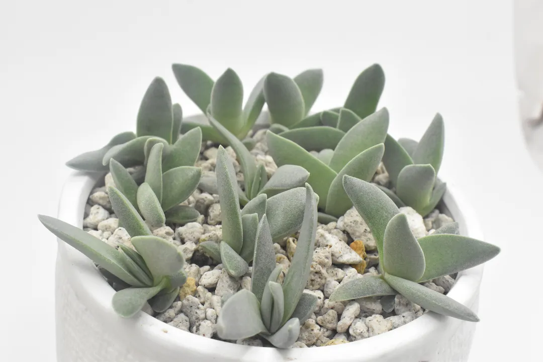 CRASSULA