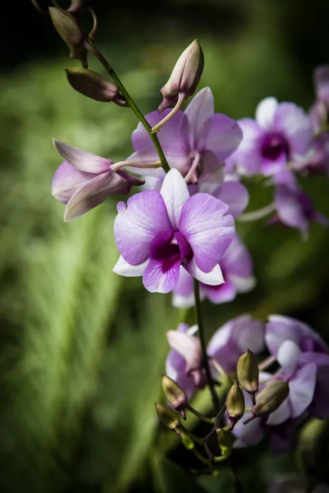 DENDROBIUM