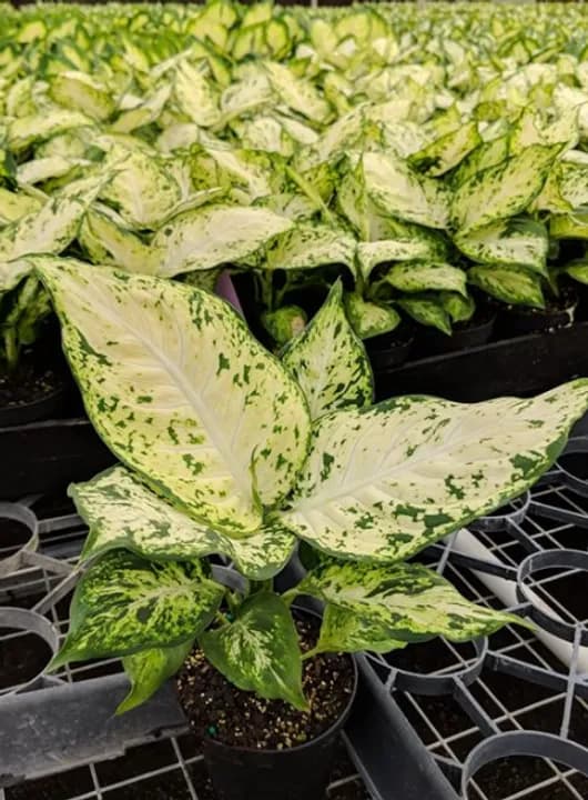 DIEFFENBACHIA