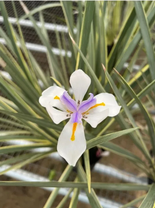 DIETES