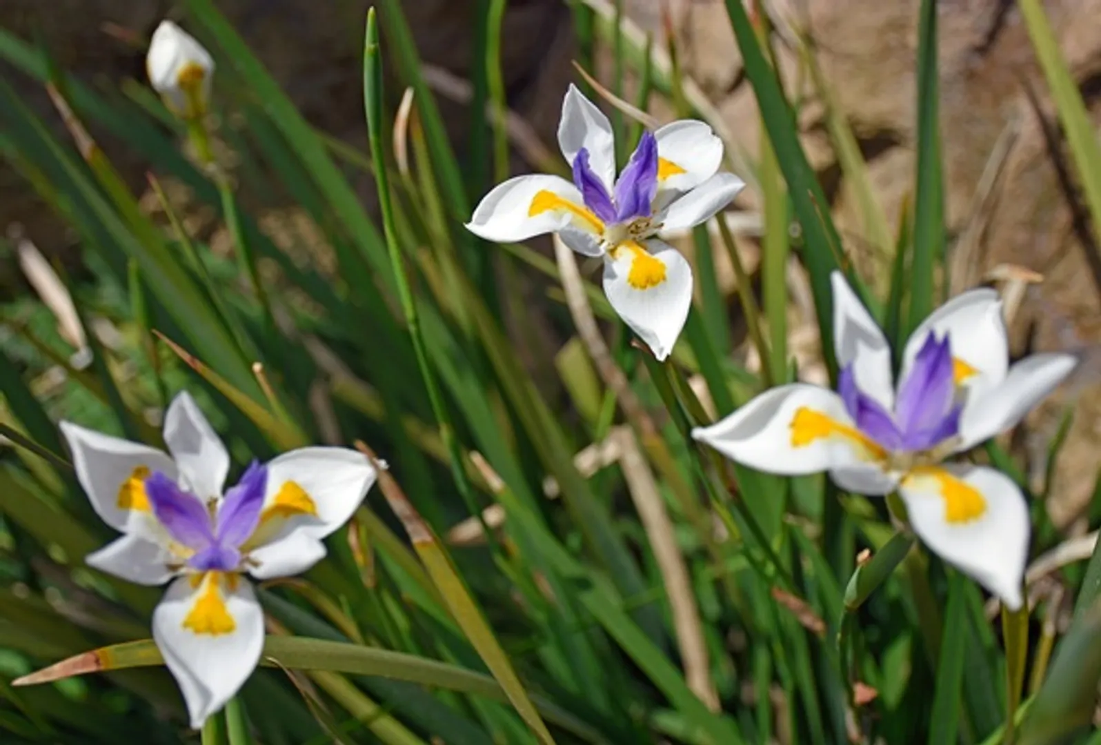 DIETES