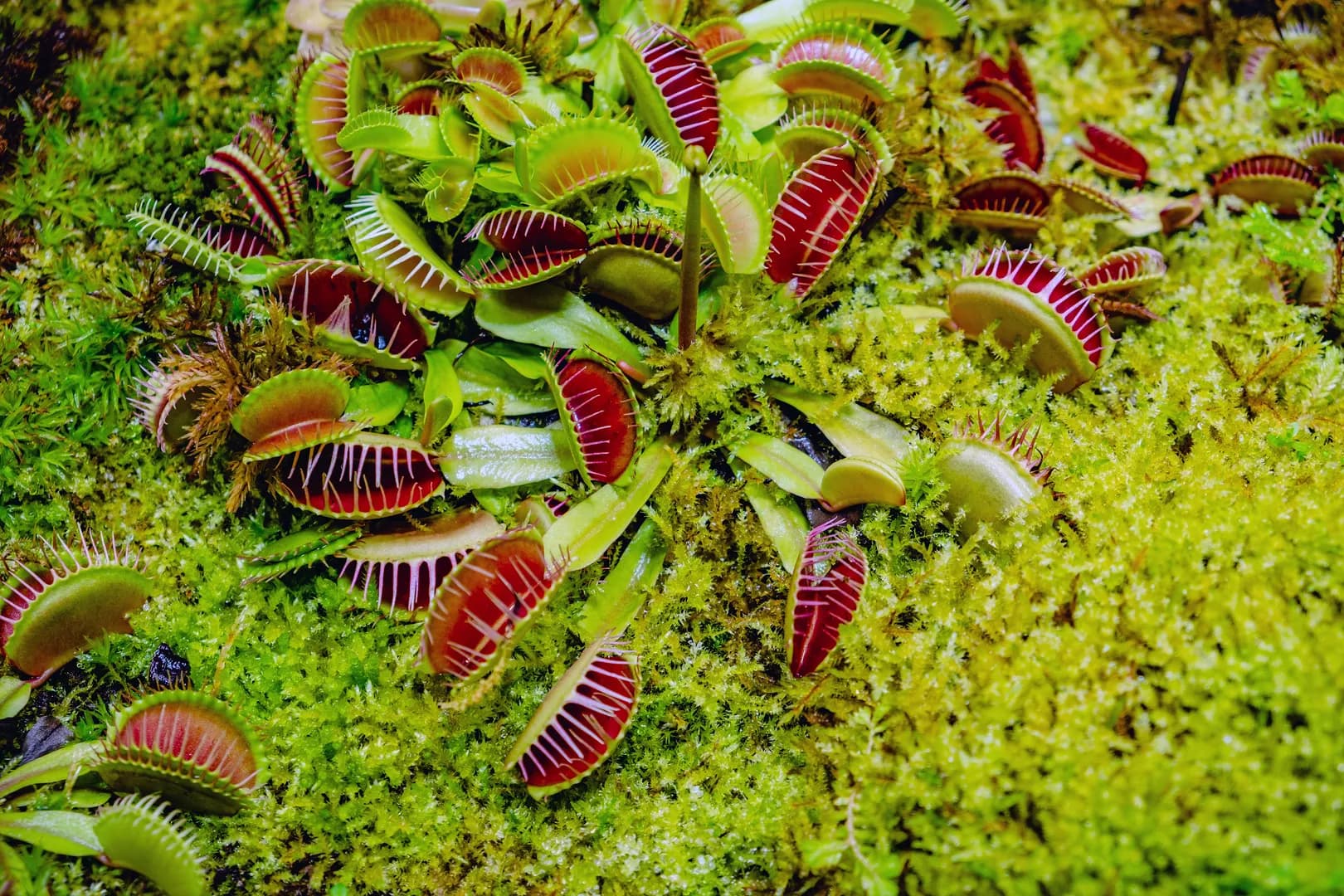 DIONAEA