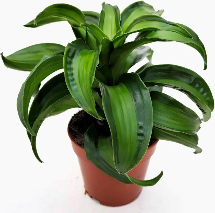 DRACAENA