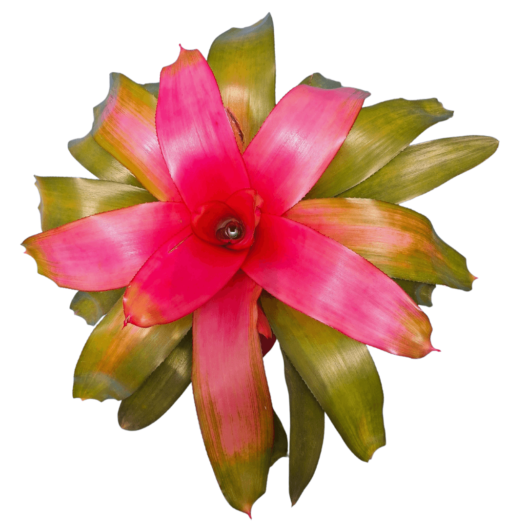 Center color that lasts.