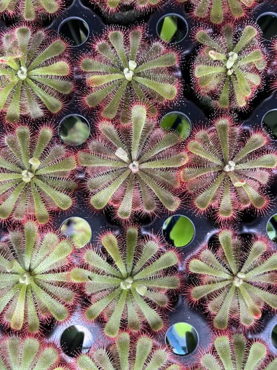 DROSERA