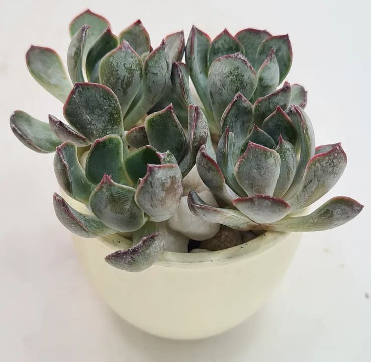 ECHEVERIA
