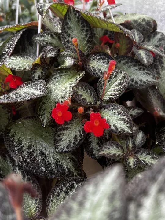 EPISCIA