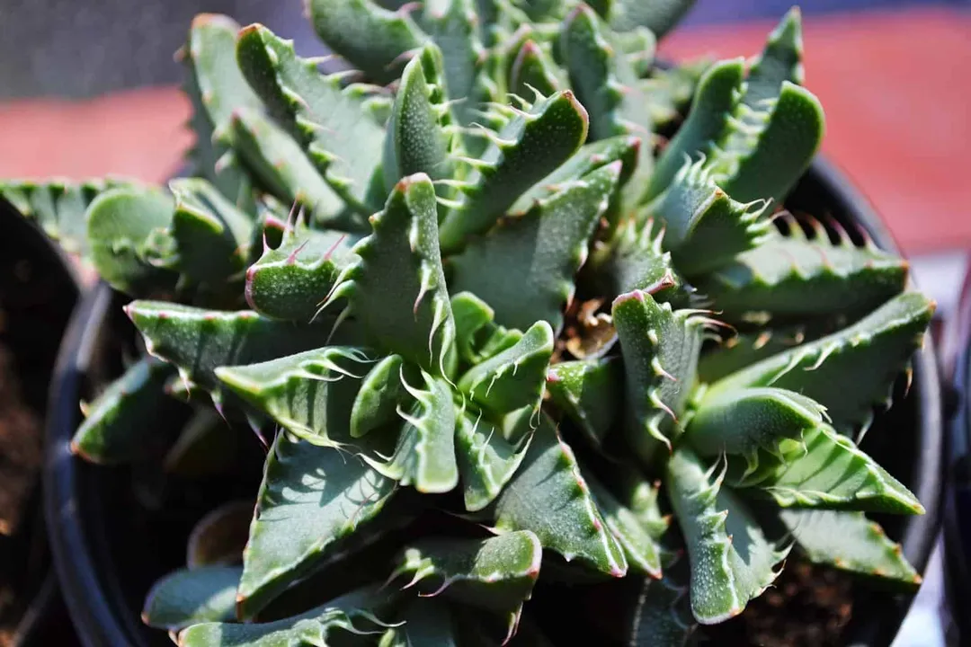 FAUCARIA