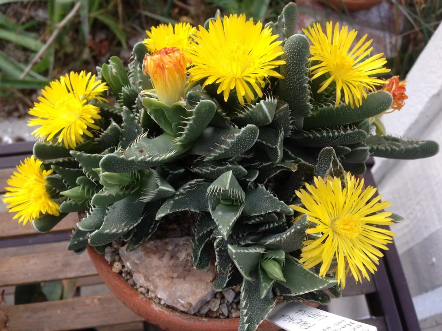 FAUCARIA