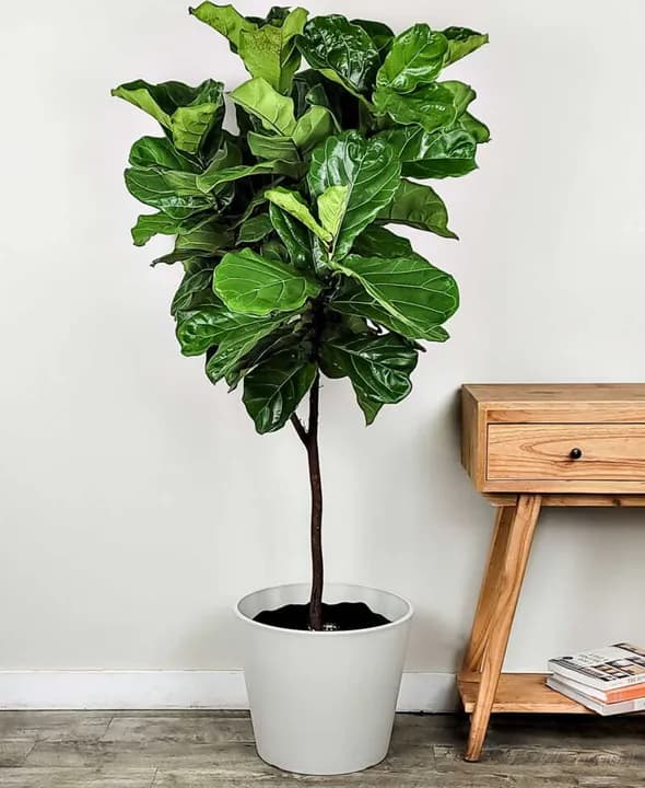 FICUS