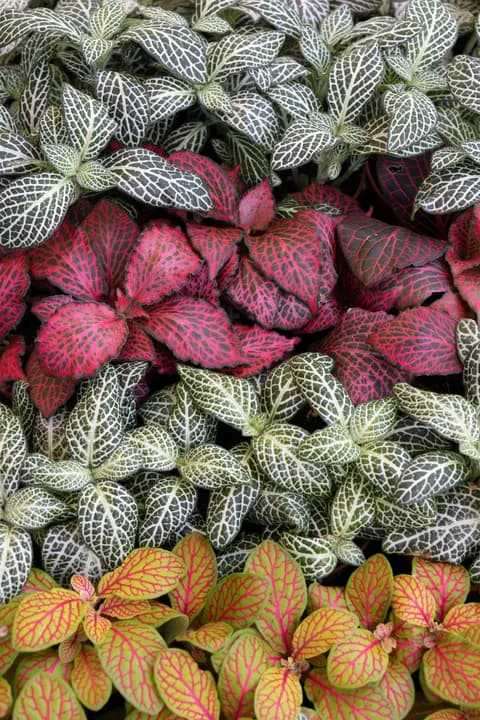 FITTONIA
