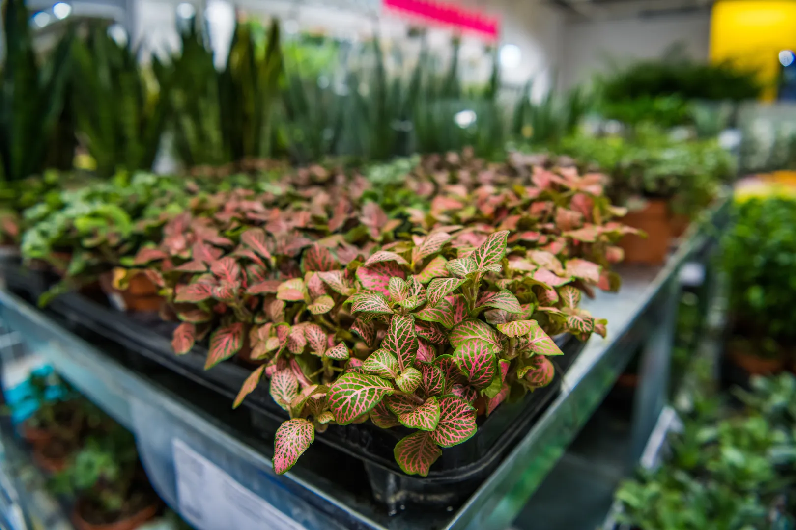 FITTONIA