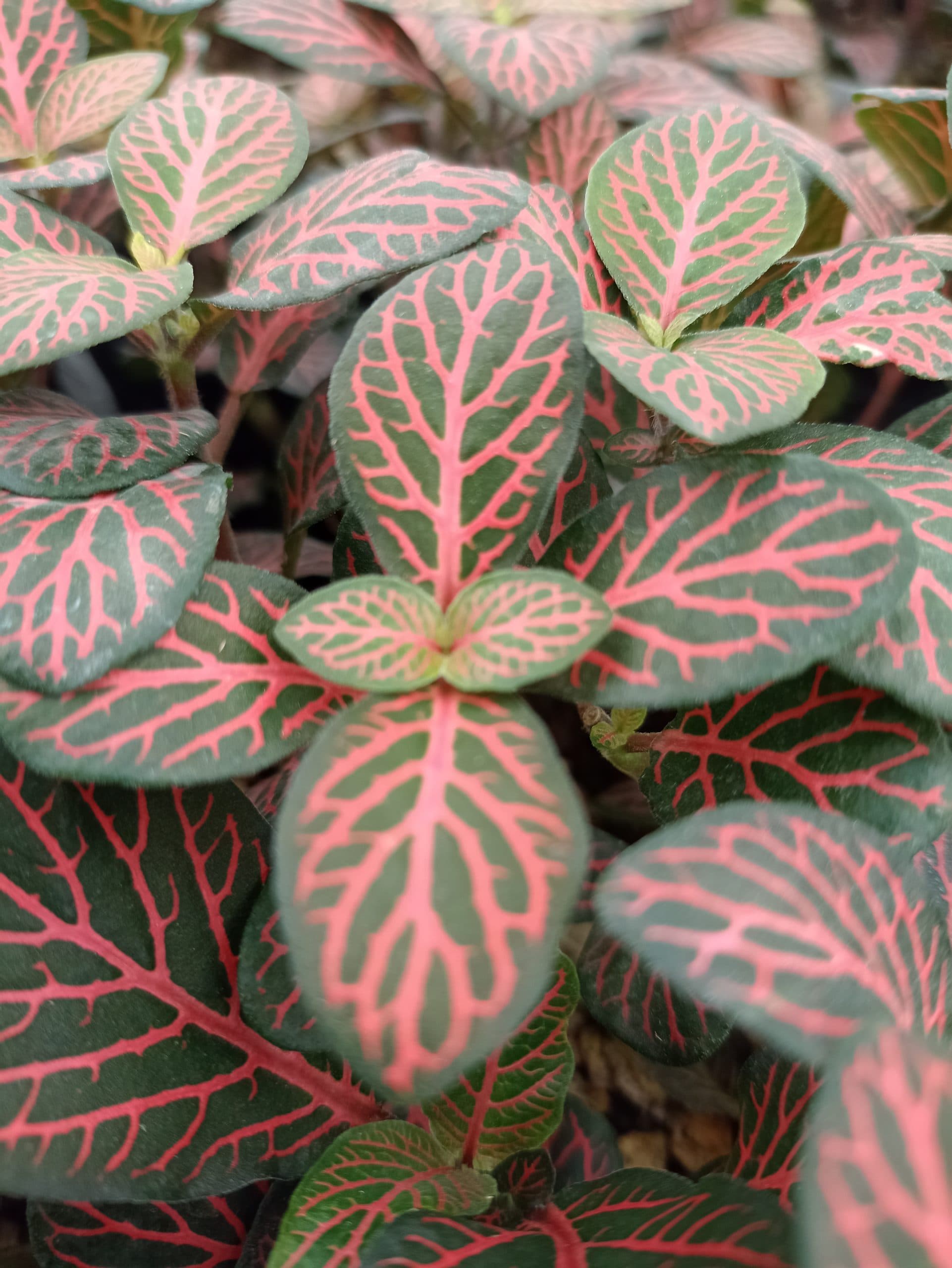 FITTONIA VIBRANT RED MINI