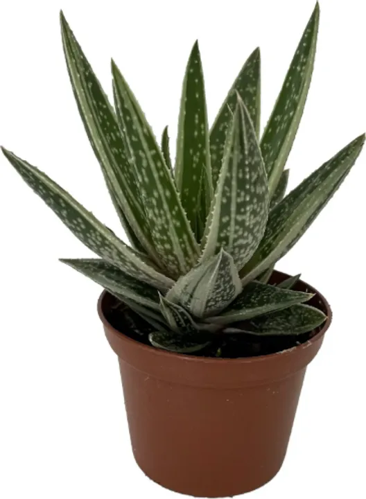 GASTERIA