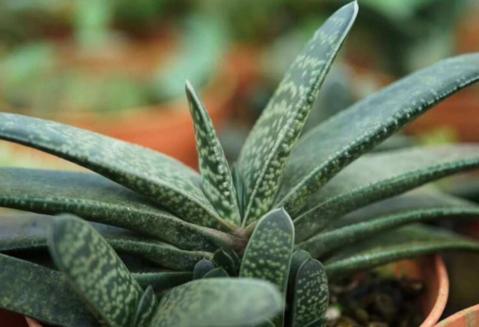 GASTERIA