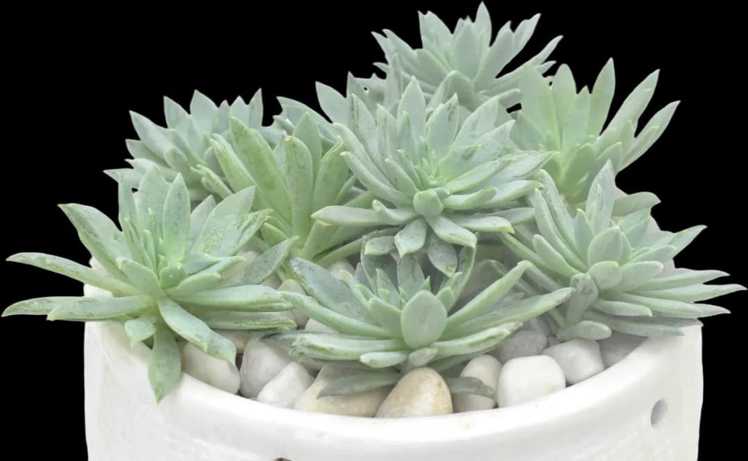 GRAPTOPETALUM