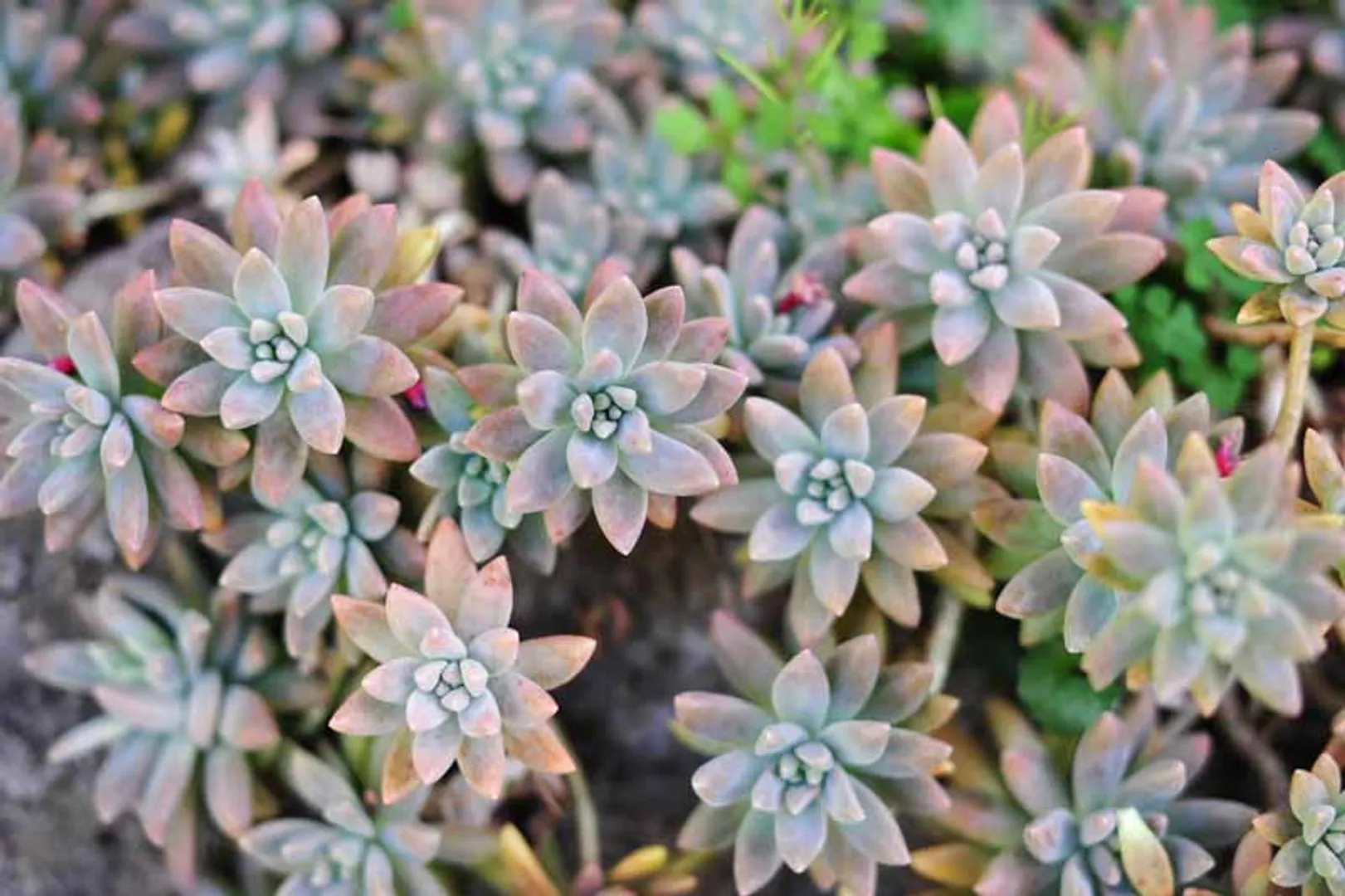 GRAPTOPETALUM