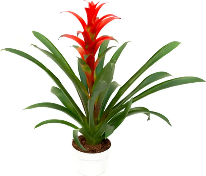 GUZMANIA