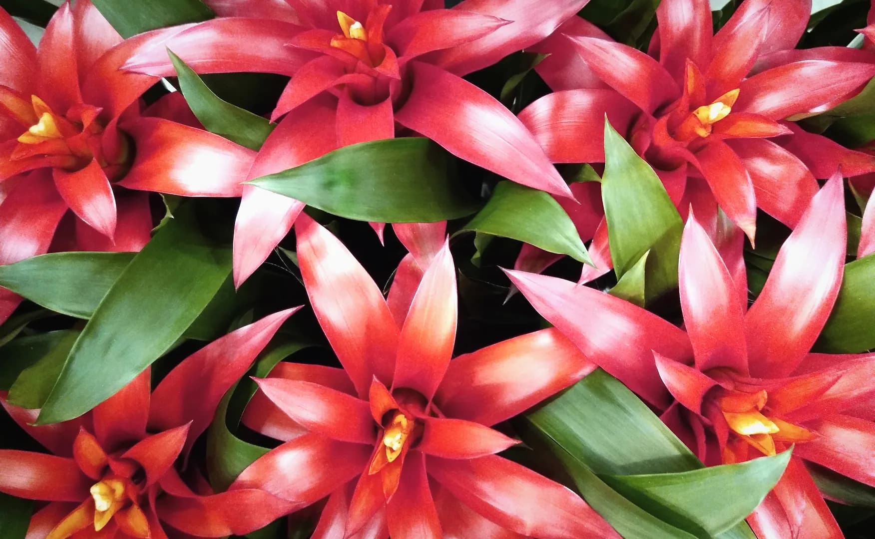 GUZMANIA