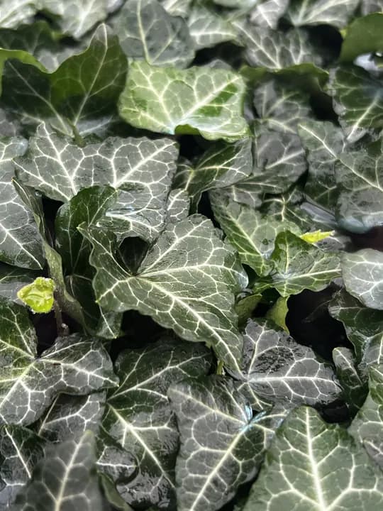 HEDERA