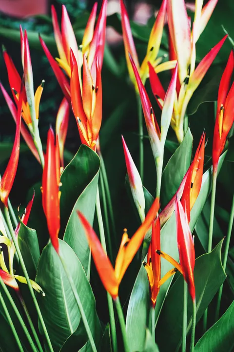 HELICONIA