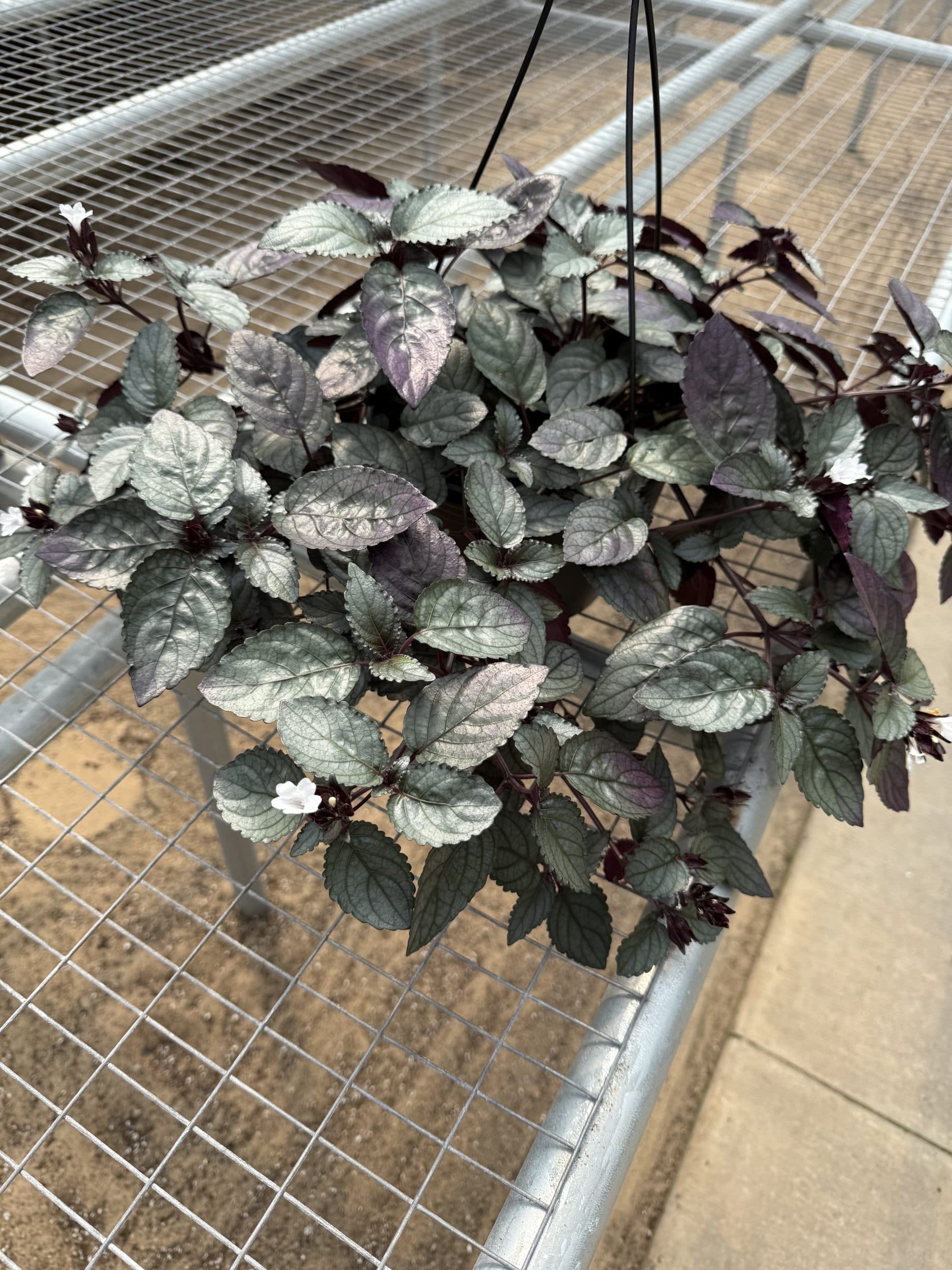Steel purple, soft feel.