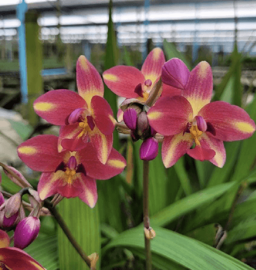 SPATHOGLOTTIS DARK PINK STAR
