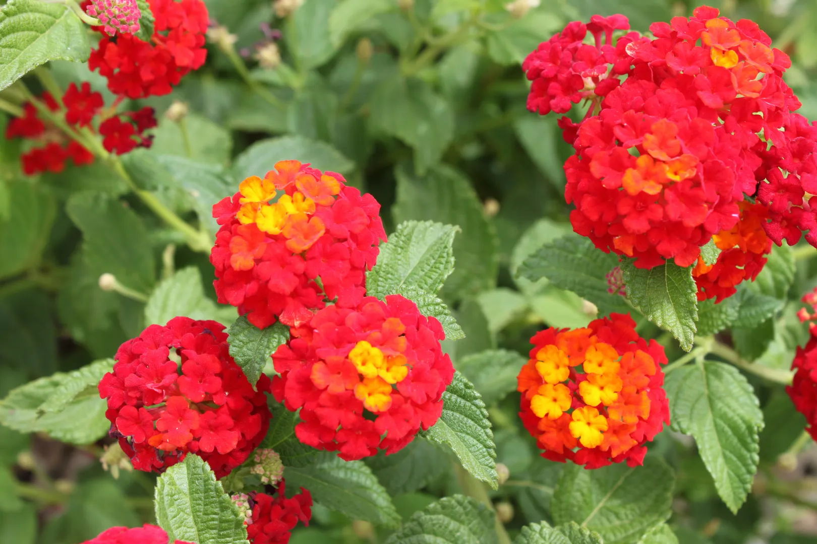 LANTANA
