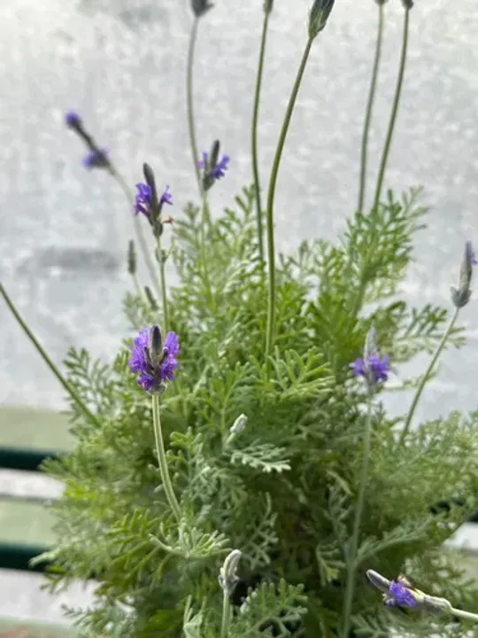 LAVANDULA