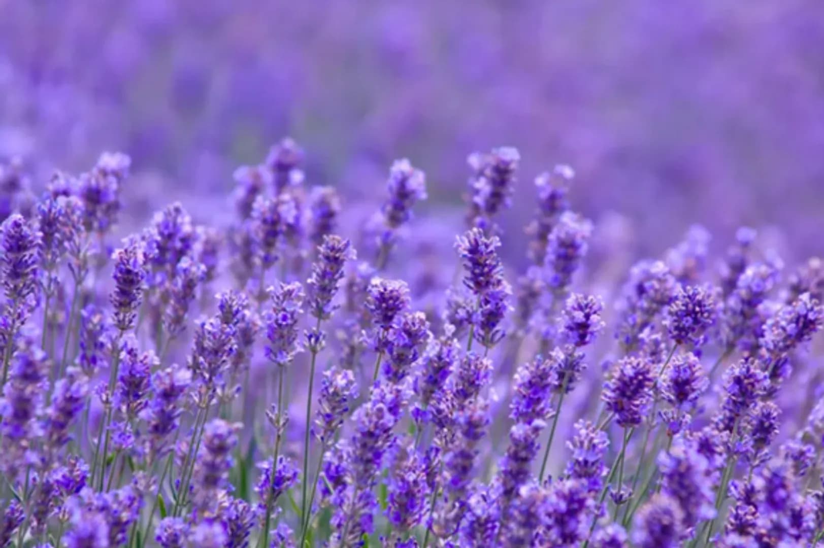 LAVANDULA