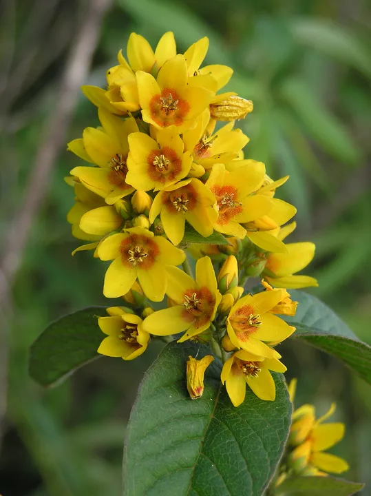 LYSIMACHIA