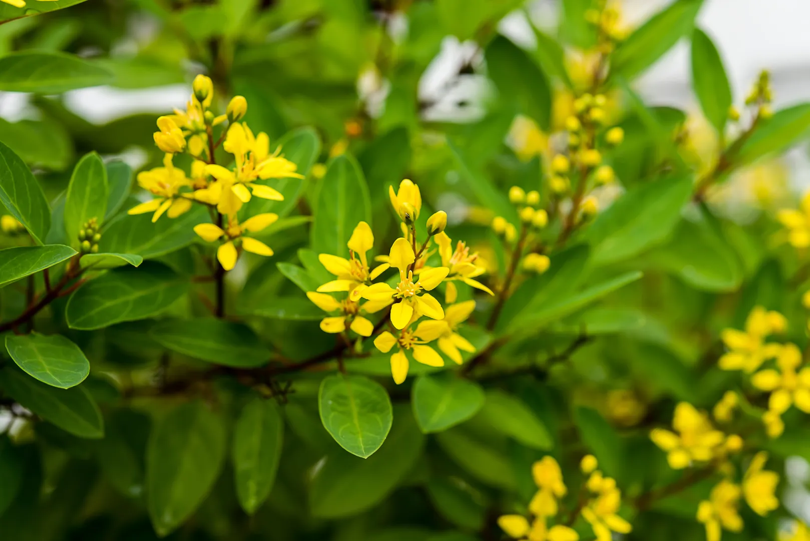 LYSIMACHIA