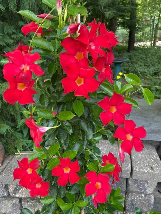 MANDEVILLA