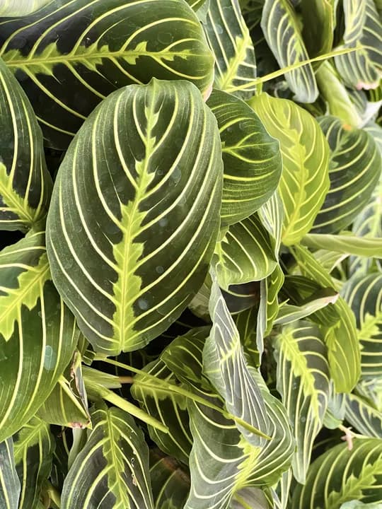 MARANTA
