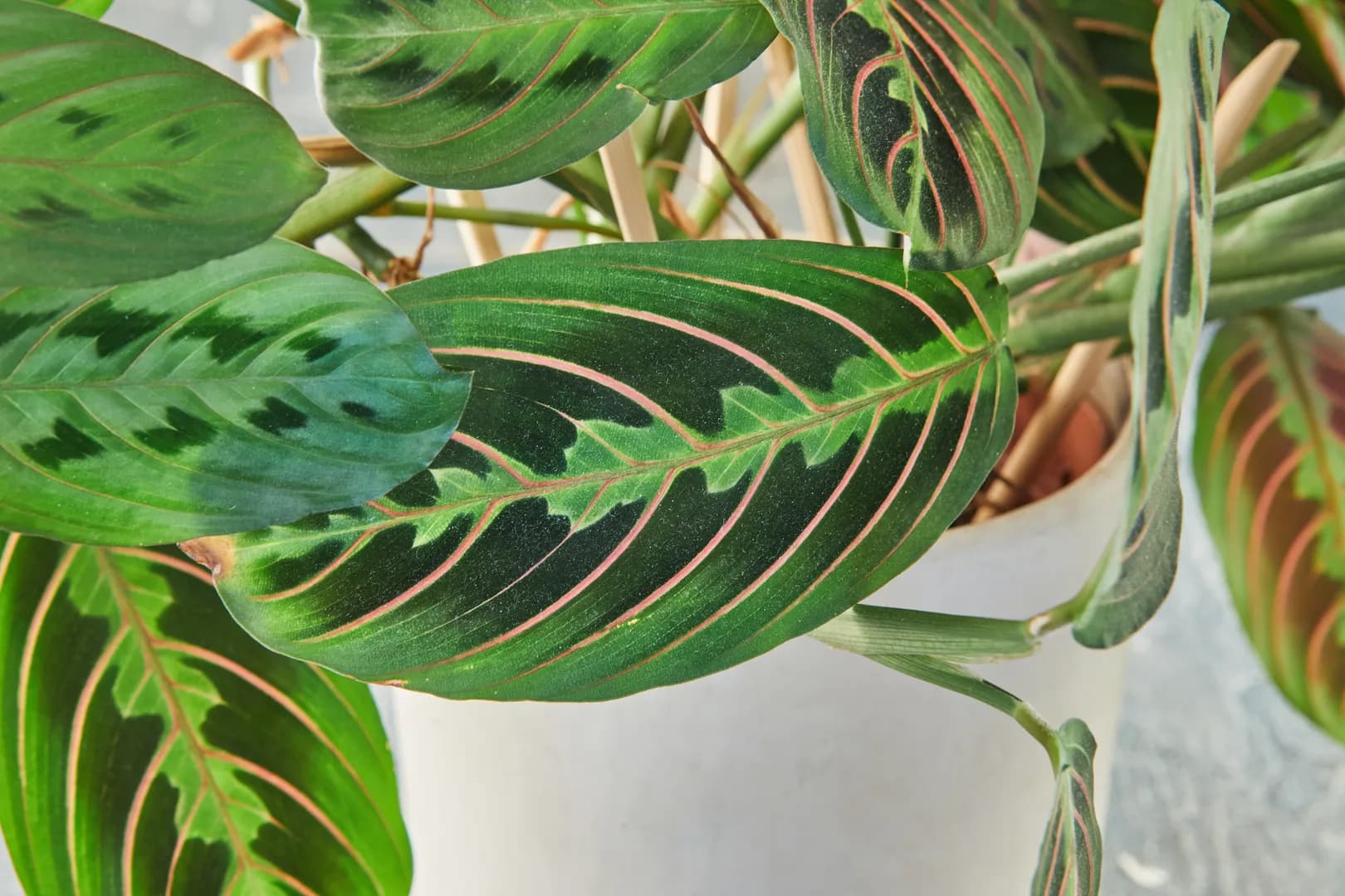 MARANTA