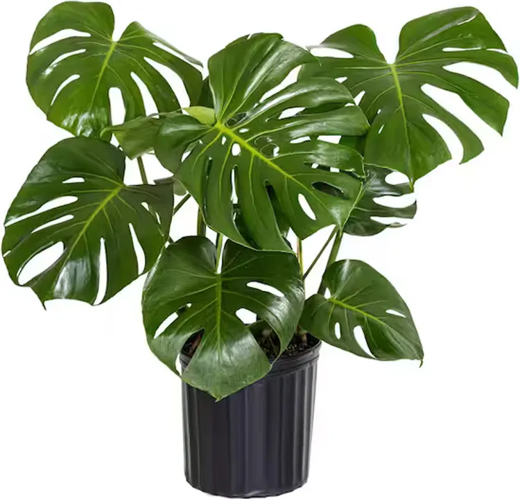 MONSTERA