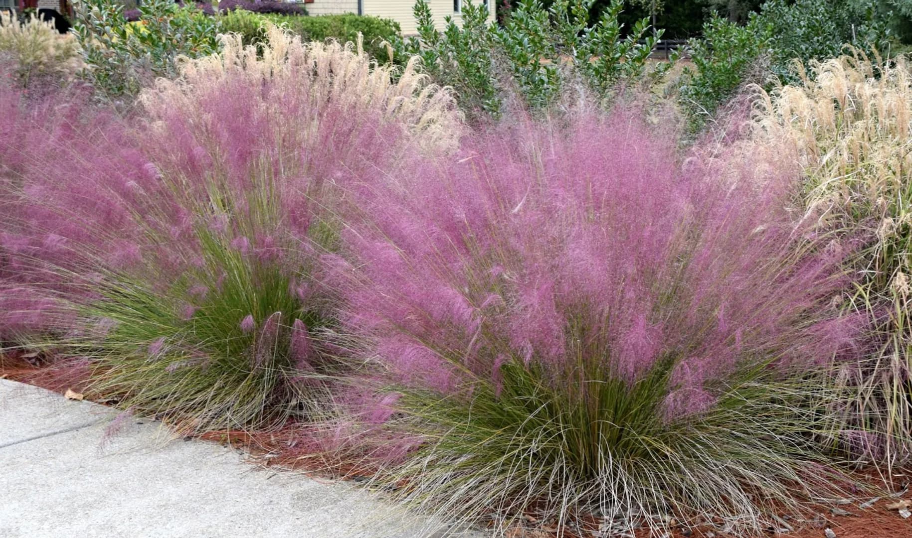 MUHLENBERGIA