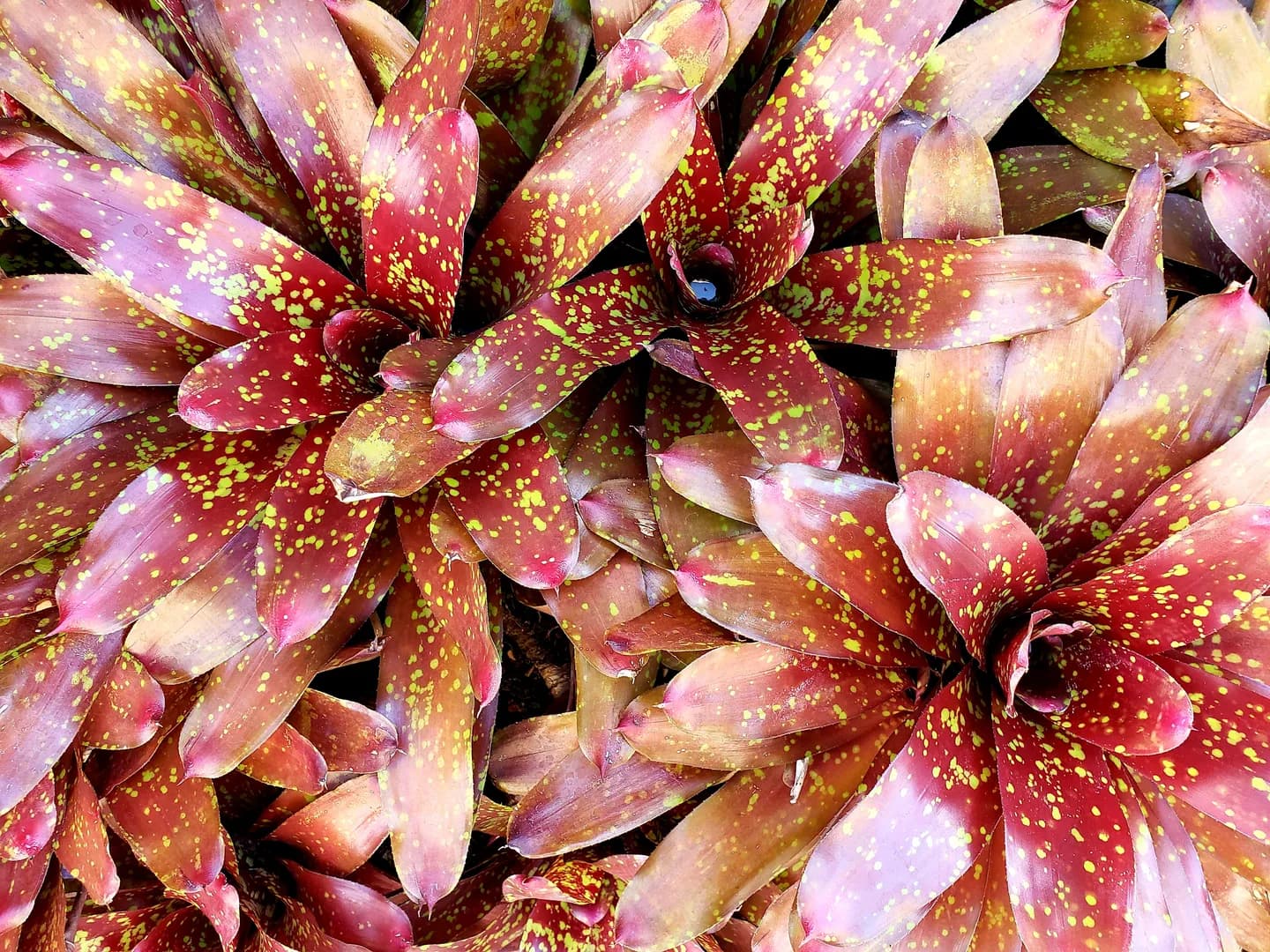NEOREGELIA