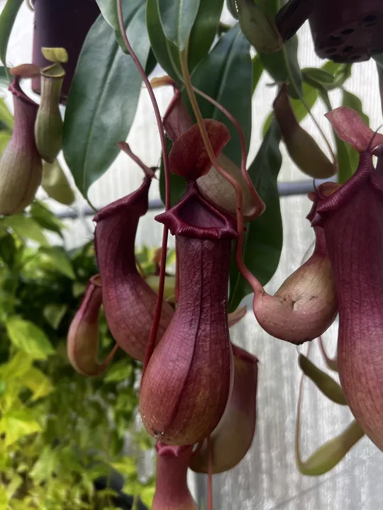 NEPENTHES
