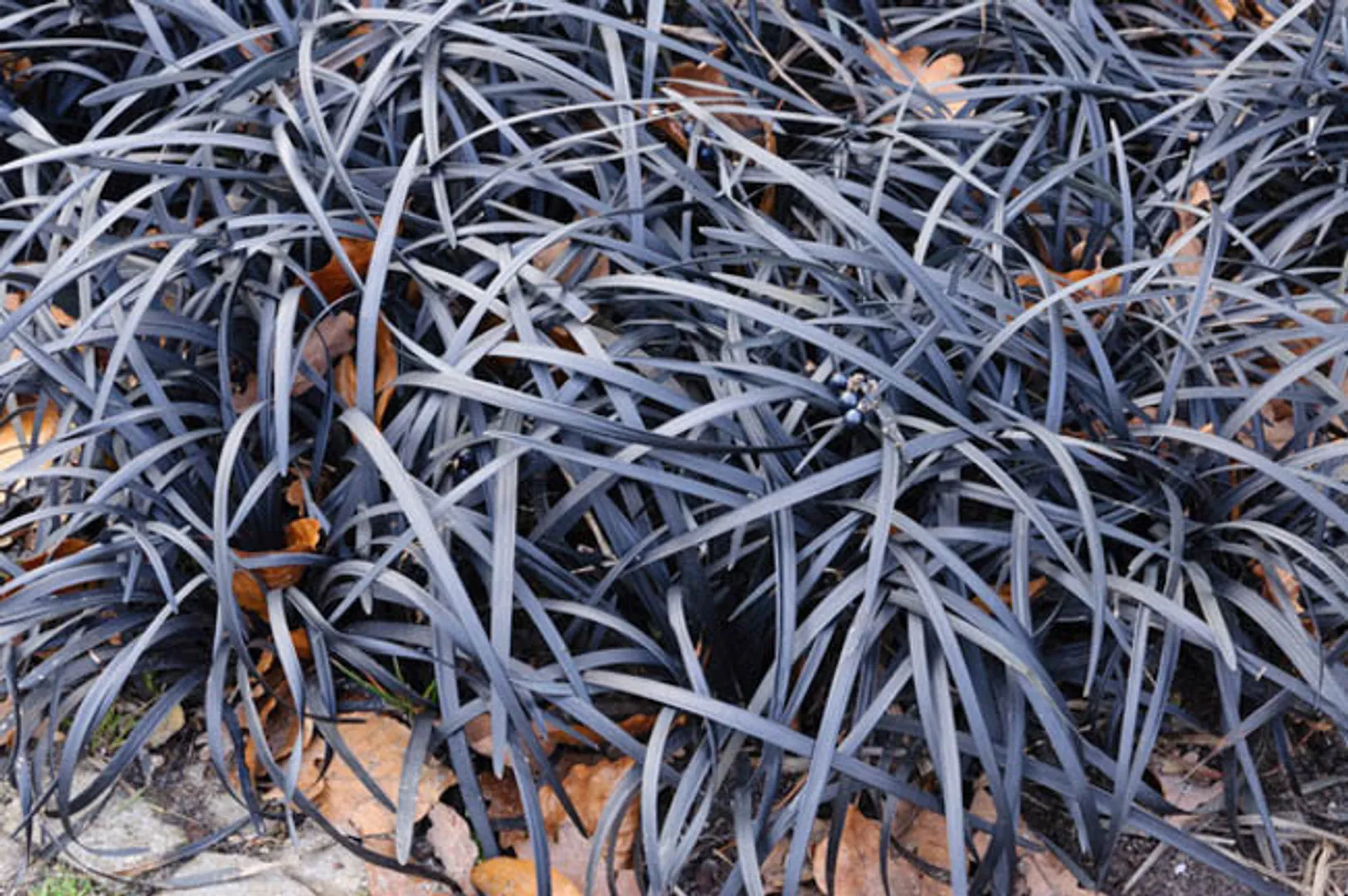 OPHIOPOGON