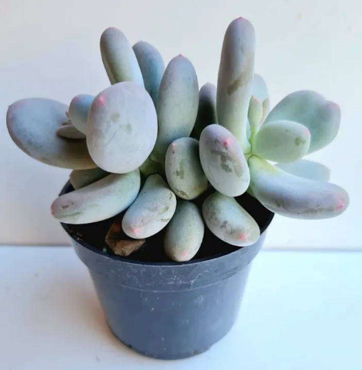 PACHYPHYTUM