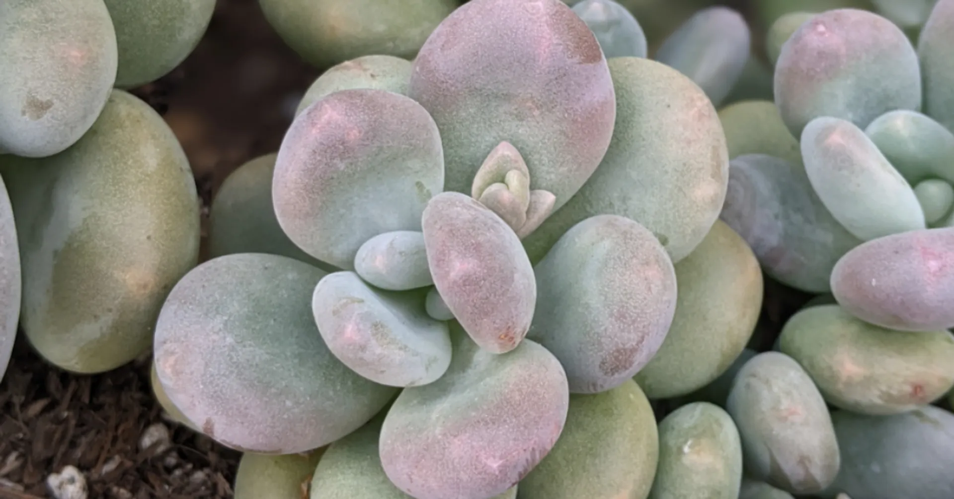 PACHYPHYTUM