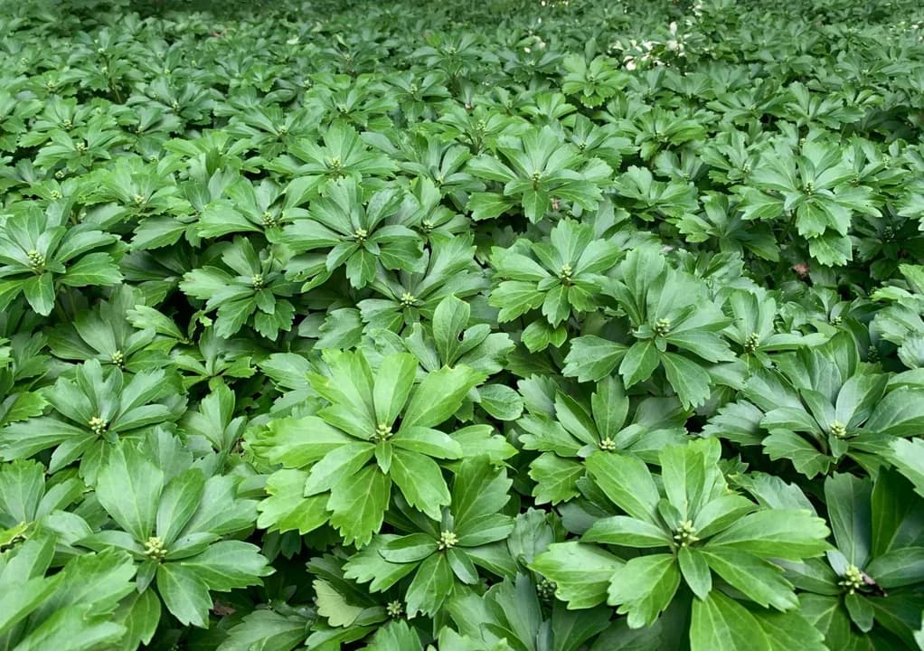 PACHYSANDRA