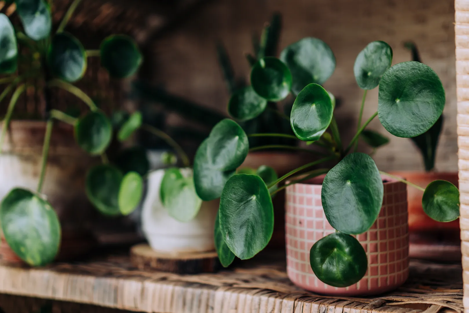 PILEA