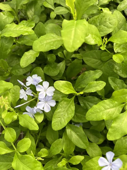 PLUMBAGO