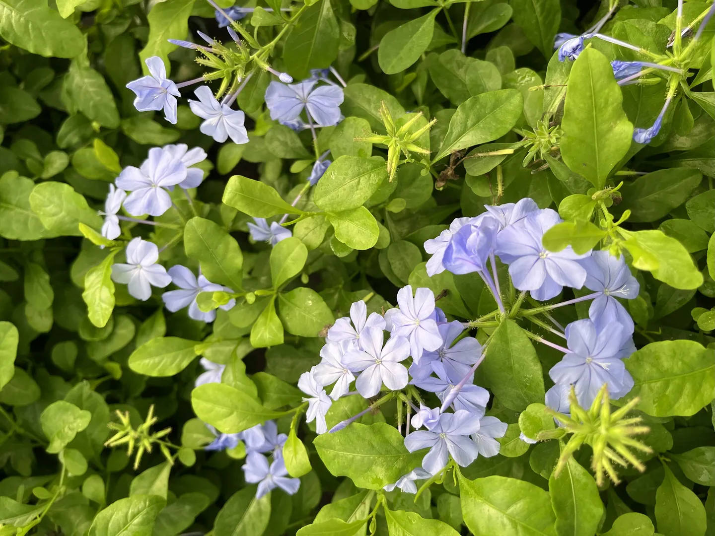 PLUMBAGO