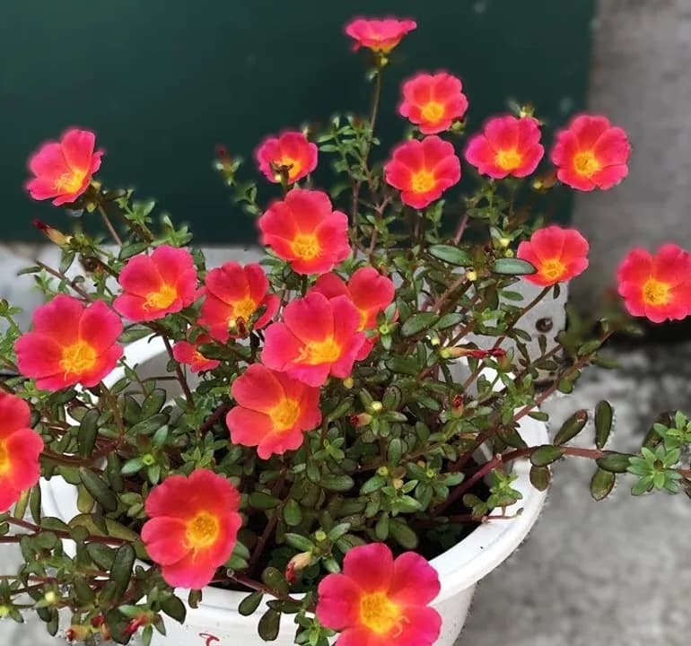 PORTULACA