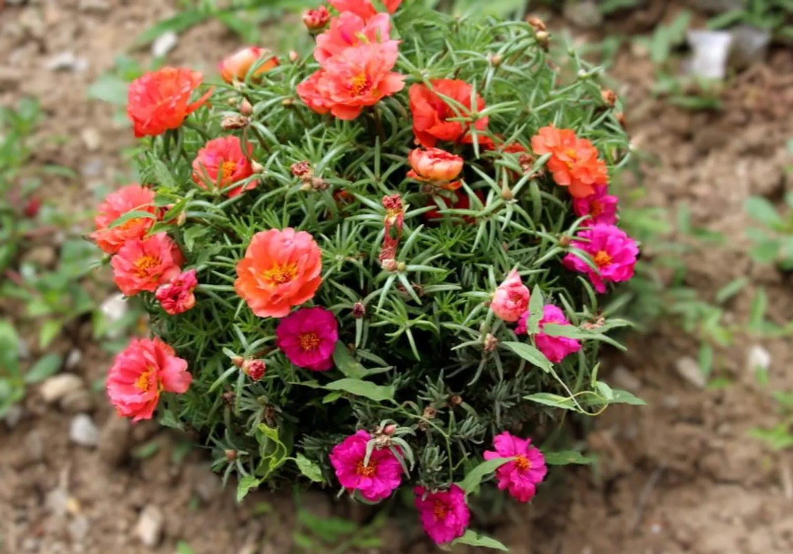 PORTULACA