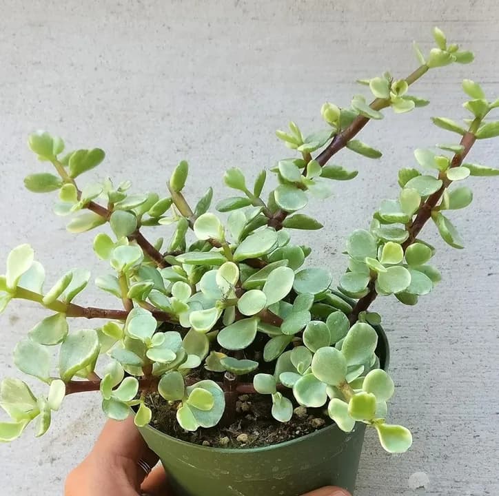 PORTULACARIA